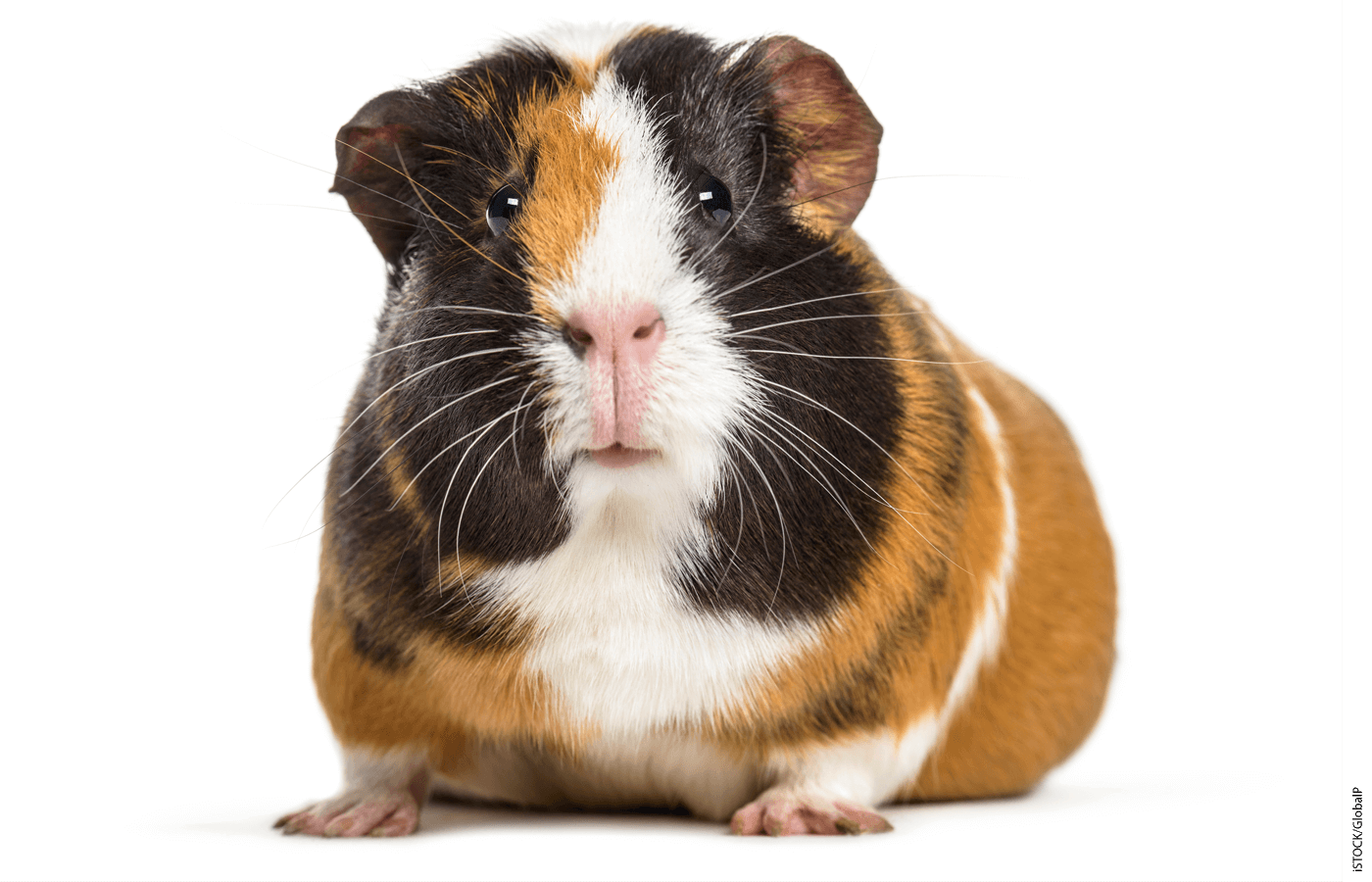 Photo of a guinea pig